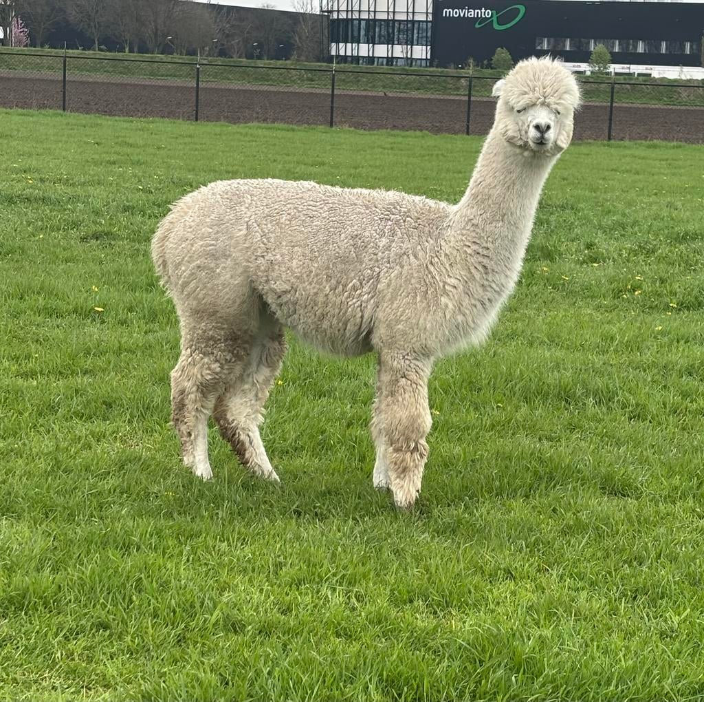 3 alpaca merries, Dieren en Toebehoren, Juli, Meerdere dieren