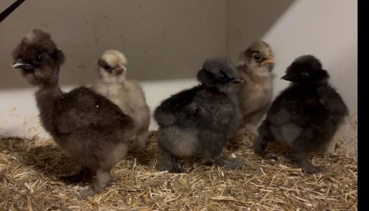 Zijdehoen kuikens, Dieren en Toebehoren, Pluimvee, Kip, Geslacht onbekend