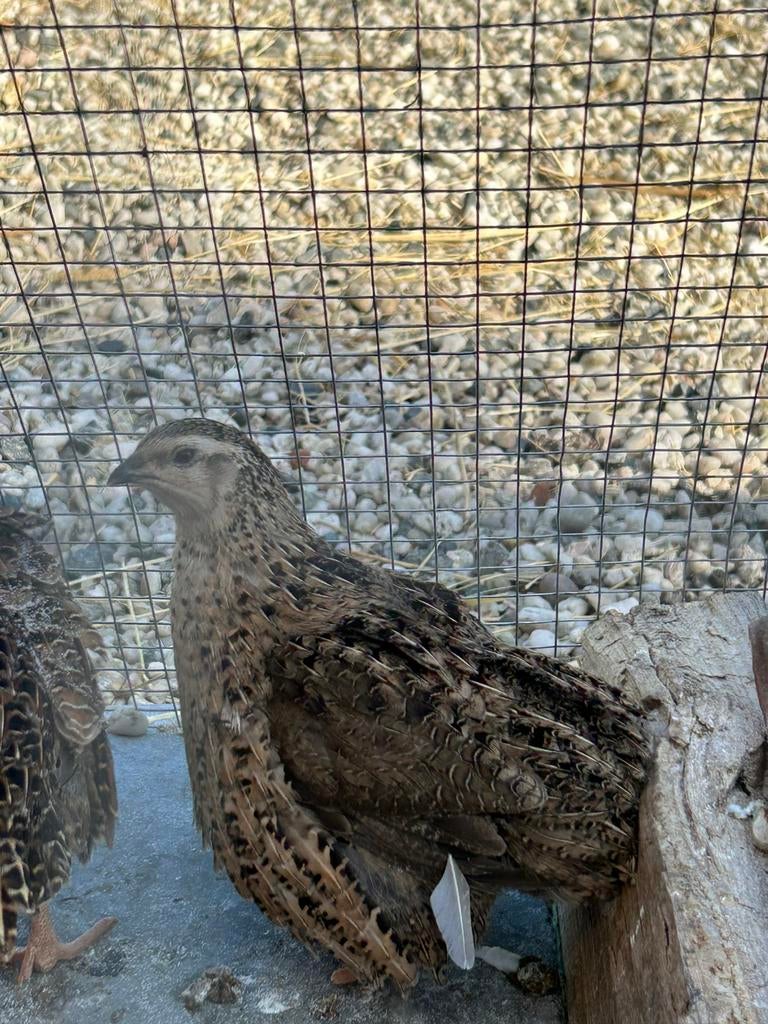 Twee Japanse kwartelhaantjes, Animaux & Accessoires, Volatiles