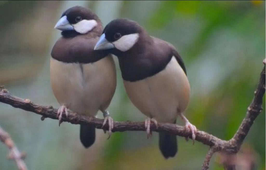 Oiseaux de riz du Timor