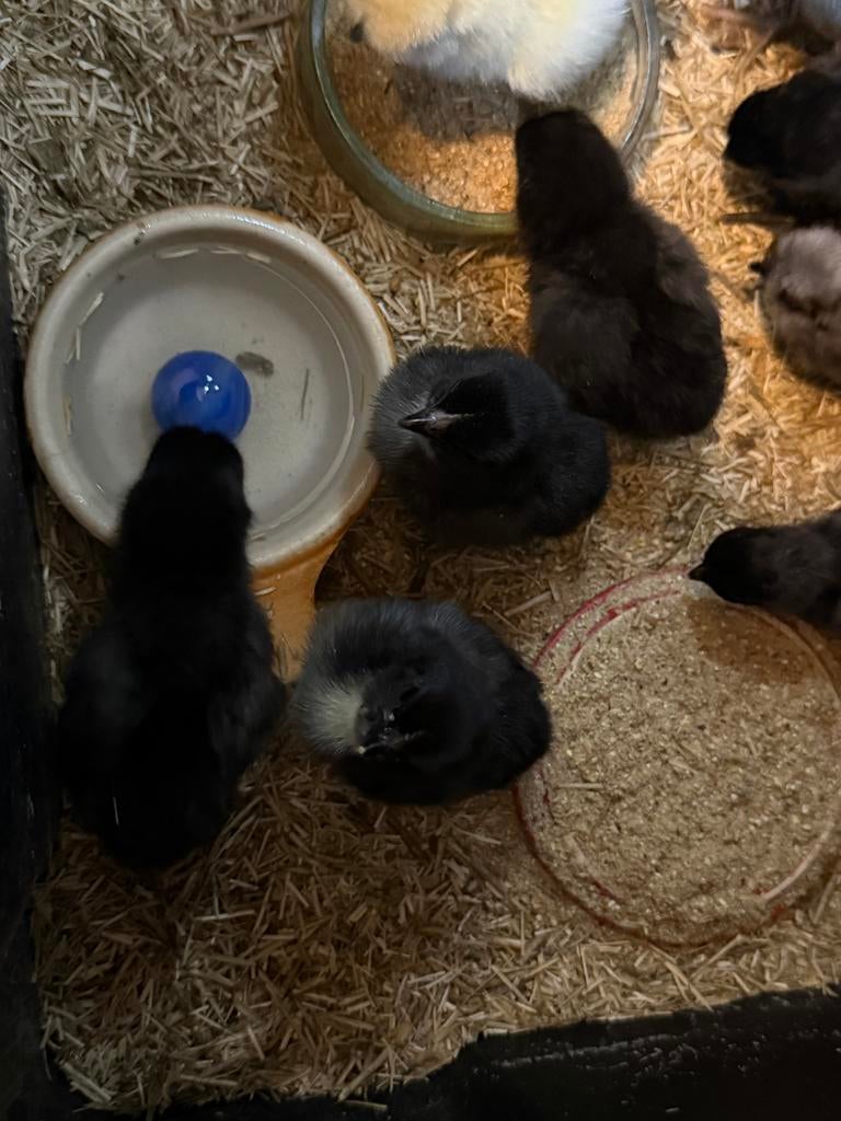 Kuikens Dongxiang Lukedanji, Dieren en Toebehoren, Pluimvee