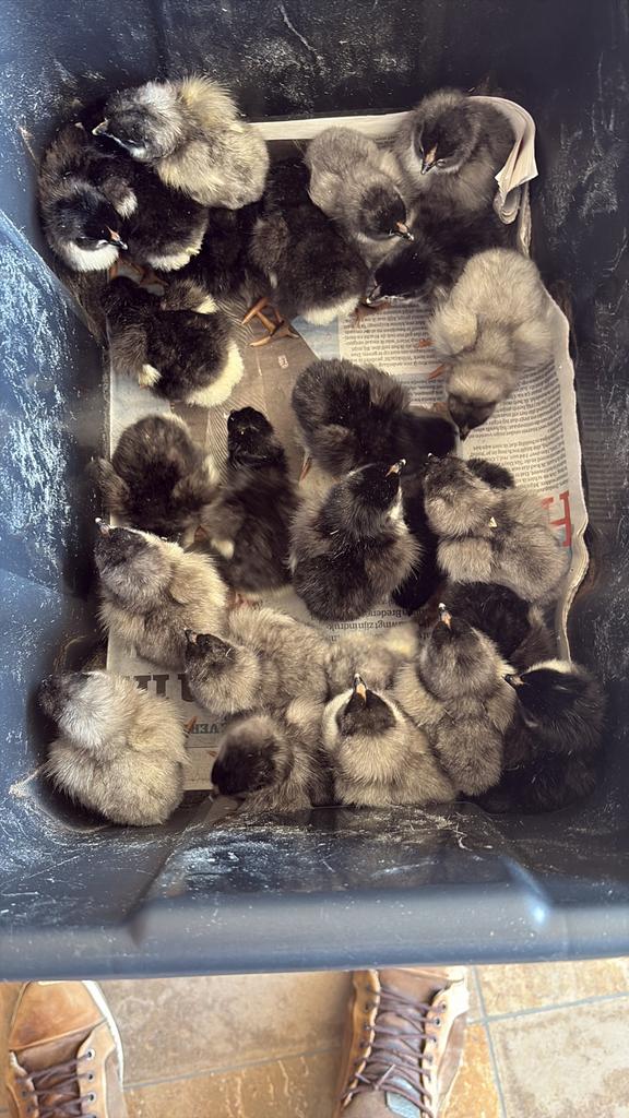 Australorp kuikens