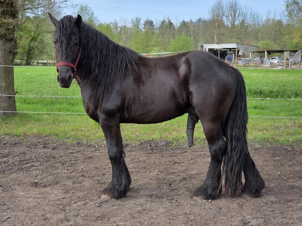 Prachtige hengst kruising fries trekpaard ter dekking, Animaux & Accessoires, Chevaux, Étalon