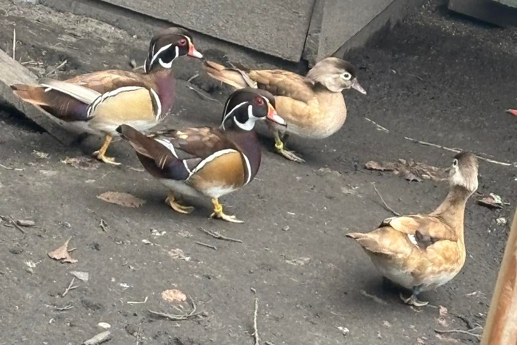 Te koop koppel blonde carolina eenden, Dieren en Toebehoren
