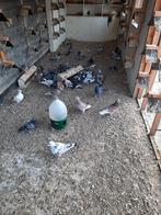 Duivenjongen te koop, Dieren en Toebehoren