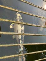 Koi karpers – mooie mix, verschillende kleuren en formaten, Karper of Koi