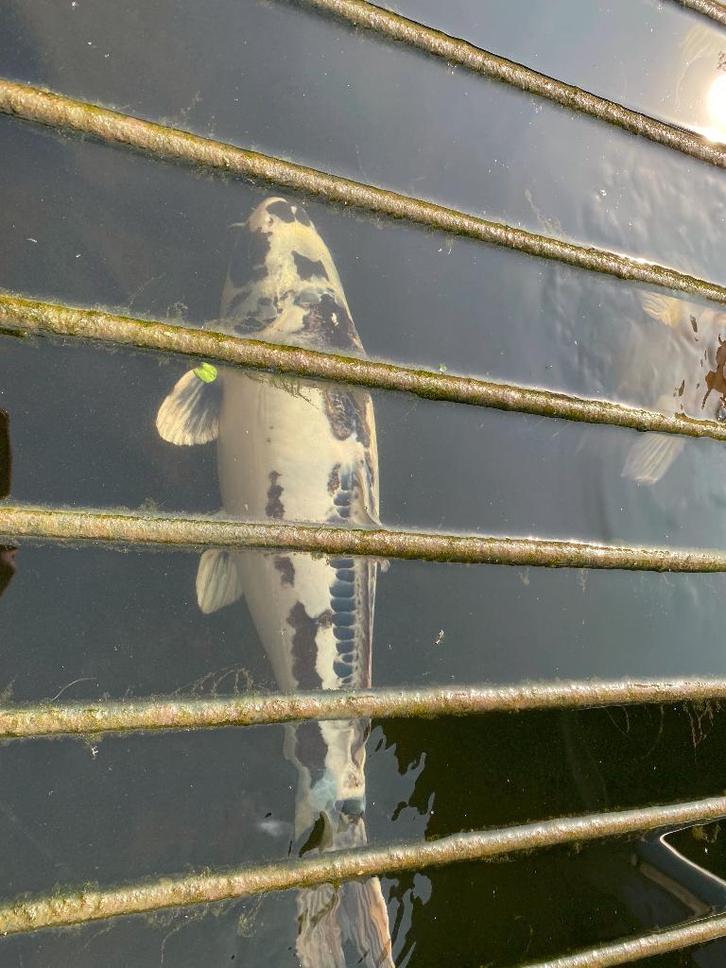 Koi karpers – mooie mix, verschillende kleuren en formaten, Animaux & Accessoires, Poissons | Poissons d'étang, Carpe ou Koï