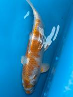 +/- 25 cm koi, Carpe ou Koï