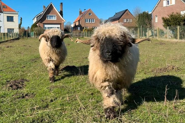 schapen geiten en varkens, Dieren en Toebehoren, Schapen, Geiten en Varkens, Schaap, Meerdere dieren