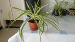 graslelie plantjes, Huis en Inrichting, Kamerplanten, Ophalen
