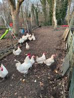 Broedeieren van poule de bresse