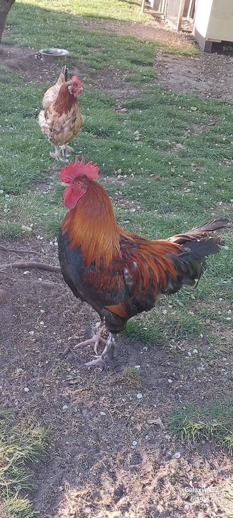 Jonge koppel Marans kippen, Dieren en Toebehoren, Pluimvee, Kip