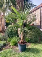 Palmboom winterhard, Ophalen, Palmboom