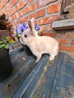 3 dwergkonijntjes, Dieren en Toebehoren