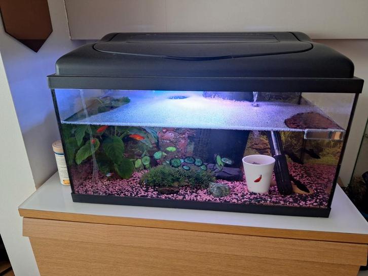 Vous commencez un hobby ? Aquarium complet, Animaux & Accessoires, Poissons | Aquariums & Accessoires, Decoratie, Tetra, Enlèvement