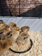 Brahma Goudpatrijs kuikentjes, Dieren en Toebehoren, Pluimvee