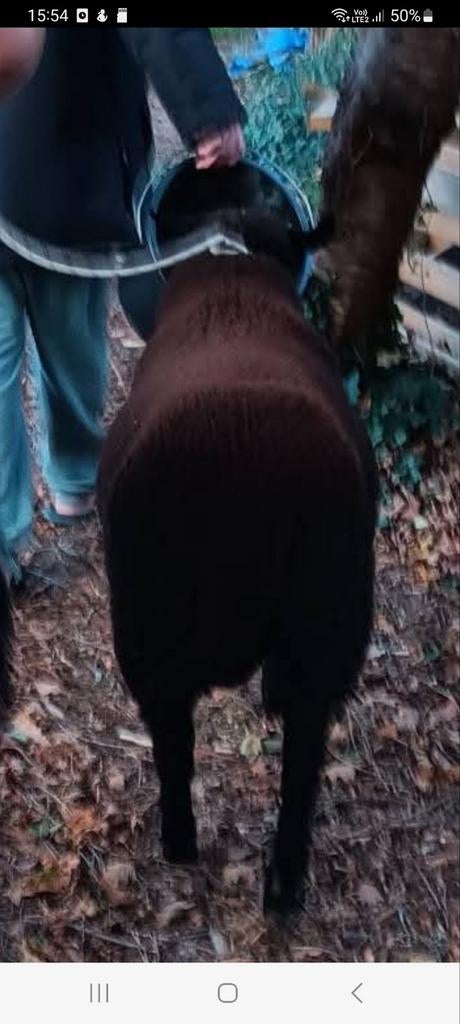 GERESERVEERD Schapen ram, 1 jaar oud