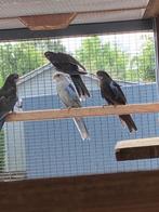 kweekkoppel Rosela's, Plusieurs animaux, Perruche, Bagué