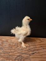 Usa zijdehoen motteld kuikentjes, Dieren en Toebehoren, Pluimvee, Geslacht onbekend, Kip