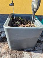 Bloembak, Tuin en Terras, Ophalen