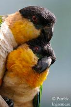 Recherche/Gezocht couple caique reproducteur Kweekkoppel, Animaux & Accessoires, Oiseaux | Perruches & Perroquets