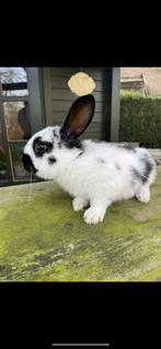 Vlinder mannetje, Dieren en Toebehoren