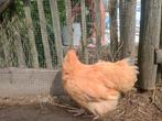 Haantje raszuiver orpington, Dieren en Toebehoren