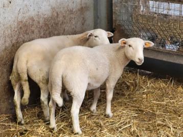 Moutons faciles à entretenir 