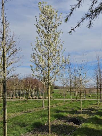 Sierpeer pyrus calleryana chanticleer boom beschikbaar voor biedingen