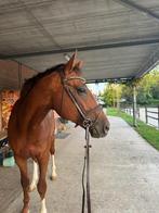 Hengst, Dieren en Toebehoren, Paarden, Springpaard, Gechipt, 3 tot 6 jaar, 165 tot 170 cm