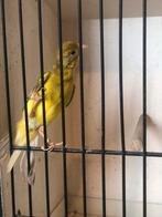 Prachtige raza espagnol postuur kanarie man ‘ 25