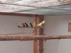 Bonte strogele rosella, Dieren en Toebehoren, Vogels | Parkieten en Papegaaien, Mannelijk, Parkiet, Geringd