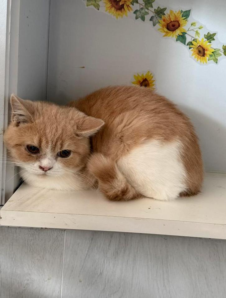 Brits korthaar, Dieren en Toebehoren, Katten en Kittens | Raskatten | Korthaar, Gechipt