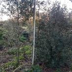 Opruiming kwekerij Quercus ilex - Steeneik, Enlèvement