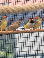 BANDVINK, Dieren en Toebehoren, Vogels | Overige Vogels