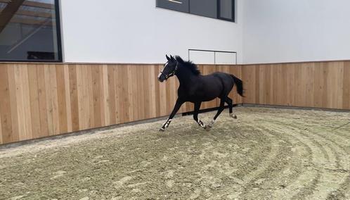 Zadelmak maken en doorrijden op locatie, Animaux & Accessoires, Chevaux & Poneys | Autres trucs de cheval, Enlèvement ou Envoi