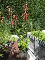 Phigelius, Tuin en Terras, Planten | Tuinplanten, Volle zon, Vaste plant, Zomer, Ophalen