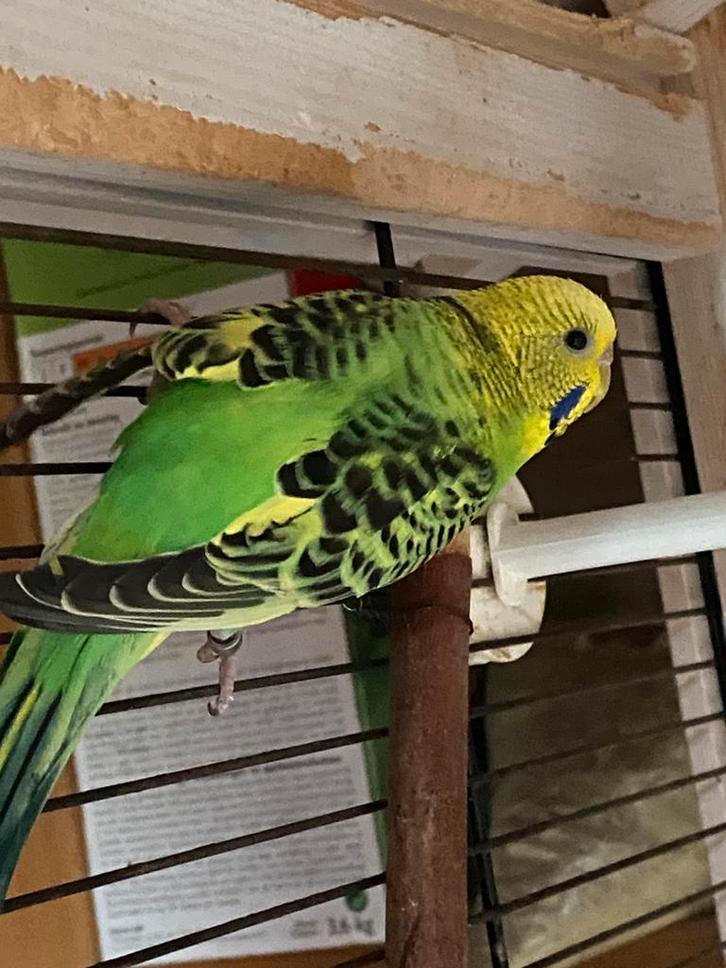 Kleurgrasparkieten 2025, Dieren en Toebehoren, Vogels | Parkieten en Papegaaien, Parkiet, Meerdere dieren, Geringd