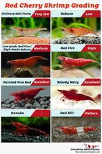 10 crevettes grillées : "Red Cherryshrimp" (exp. + retr.), Animaux & Accessoires, Poissons | Poissons d'aquarium, Homard, Crabe ou Crevette