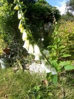 Digitalis, Ophalen