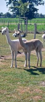Alpaca twee hengsten, Dieren en Toebehoren, Overige Dieren