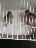 Five fancy  koppel  2025, Dieren en Toebehoren