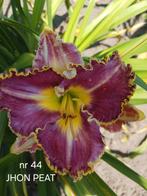 Hemerocallis  JHON PEAT, Ophalen of Verzenden