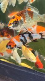 Koi tossai