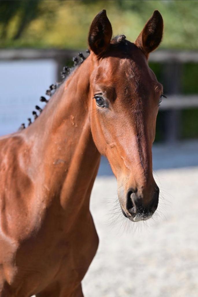 Hengstenveulen, Animaux & Accessoires, Chevaux, Étalon, 0 à 2 ans, Cheval de saut, Avec pedigree, Avec puce électronique, Vermifugé