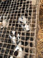 Grote vlinder konijnen 11 stuks, Dieren en Toebehoren, Groot