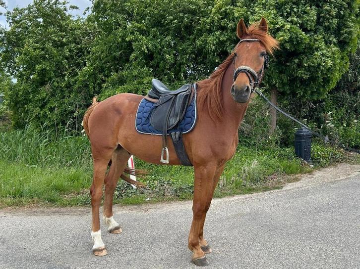 Lieve ruin, Dieren en Toebehoren, Paarden, Ruin, B, 165 tot 170 cm, 3 tot 6 jaar, Recreatiepaard, Ontwormd, Ingeënt