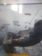 Te koop mooie visjes guppies, Dieren en Toebehoren, Vissen | Aquariumvissen, Overige typen, Zoetwatervis, Schoolvis