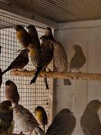 Mexicaaanse roodmussen jonge vogels 10 euro stuk, Dieren en Toebehoren