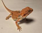 Jonge baardagaam | Orange hypo het trans 33% het zero ♂️, Dieren en Toebehoren, Tam, 0 tot 2 jaar